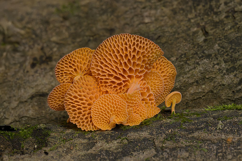 Favolaschia claudopus